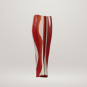 Athlon Flex (TT) - Corinto/Champagne